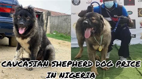 Caucasian Dog Prices in Nigeria (June 2024) .